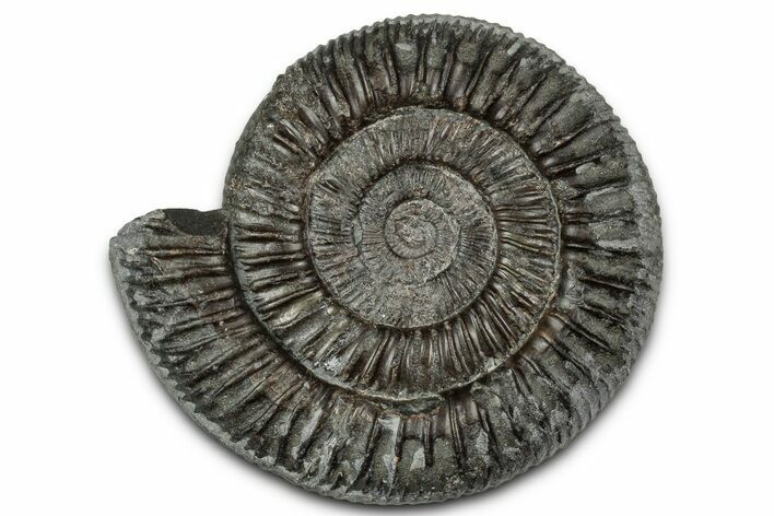 Jurassic Ammonite (Dactylioceras) Fossil - England #351307
